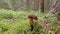 Mushroom detail in forest growing in moss