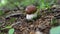 Mushroom detail in forest, young fresh growing boletus brown