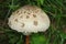 Mushroom details in the forest