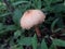 Mushroom with Droplets of water found in Coorg,India on 6th June