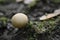 Mushroom on the edge of the forest