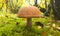 Mushroom edible leccinum