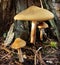 Mushroom fairy home
