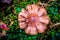 Mushroom in fall closeup