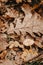 Mushroom among fallen leaves and grass.