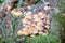 Mushroom family in autumn forest scene