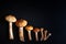 Mushroom family on black background, top view. Edible forest mushrooms, copy space. Forest gifts, autumn gathering and harvesting