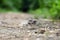 A mushroom family gathered in a group