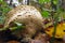 Mushroom family Handkea utriformis, Lycoperdon utriforme, Lycoperdon coelatum, Calvatia utriformis. Big mushroom exploding spores