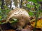 Mushroom family Handkea utriformis, Lycoperdon utriforme, Lycoperdon coelatum, Calvatia utriformis. Large mushroom bursting when