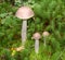 Mushroom family in the mossy tussock