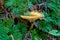 Mushroom through the fan clubmoss