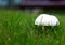 Mushroom on the field