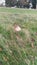 Mushroom in a field in Tatton park with Trees