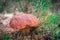 Mushroom in finnish forest - Imleria badia