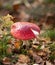 Mushroom - Fly agaric