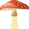 Mushroom - Fly agaric