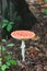 A mushroom fly agaric with a crane cap grows in a shady forest. Poisonous fruits of the forest. A dangerous plant for children and