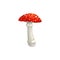 Mushroom fly agaric vector icon, cartoon amanita