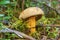 Mushroom flywheel L.Xerocomus in August