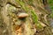 Mushroom Fomes fomentarius on a tree