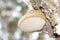 Mushroom Fomes fomentarius on a tree trunk