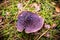 Mushroom in forest