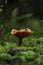 Mushroom in the forest.