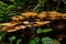 Mushroom in forest.