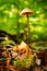 Mushroom in forest