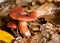 Mushroom in forest