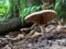 Mushroom in forest