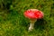 Mushroom in the forest