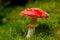 Mushroom in the forest