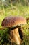 Mushroom in forest