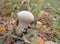 mushroom, forest, autumn, nature, fungus, toadstool, fungi, food, red, season, amanita, brown, boletus, grass, mushrooms, agaric,