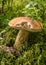 Mushroom on a forest background, harvest time, mushroom collection, forest