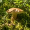 Mushroom on a forest background, harvest time, mushroom collection, forest