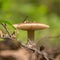 Mushroom on a forest background, harvest time, mushroom collection, forest