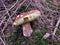 Mushroom in forest, Boletus edulis