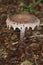 Mushroom in the Forest of Borneo