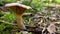 Mushroom on forest floor, close up