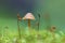 Mushroom in forest moss