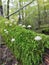 Mushroom forest nature three green