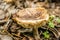 Mushroom in the forest of poplars along the river Danube