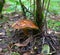Mushroom. In the forest. Russia. Collect mushrooms.