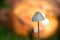 Mushroom forrest fungi