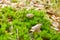 Mushroom on the forrest ground