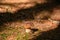 Mushroom on the forrest ground stock picture by Brian Holm Nielsen-1