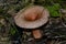 Mushroom fungi grew in the damp woods